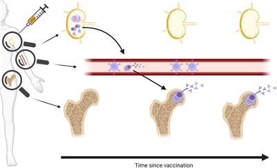 Human lymphoid tissue sampling for vaccinology